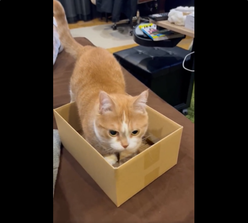 箱を整える猫
