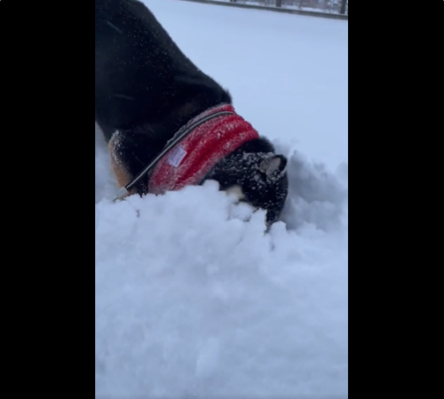雪に顔を突っ込んでる犬