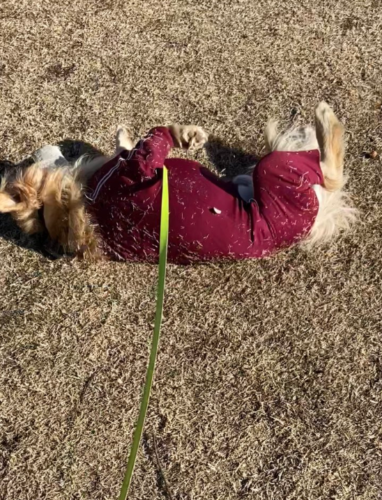 芝生でゴロゴロする犬