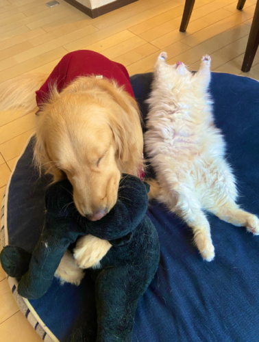 くつろぎすぎな猫と寝ている犬