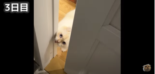 ドア前にいる猫