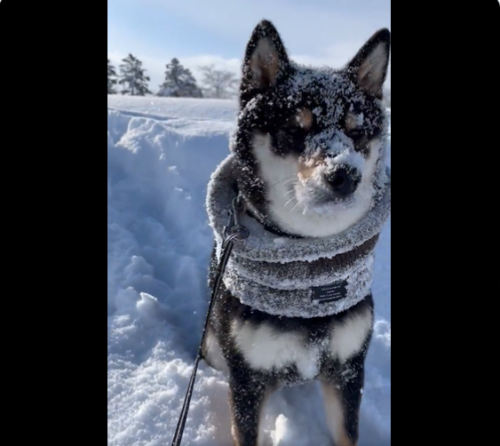 顔に雪が付いている犬