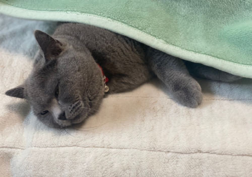 布団の真ん中で寝る猫