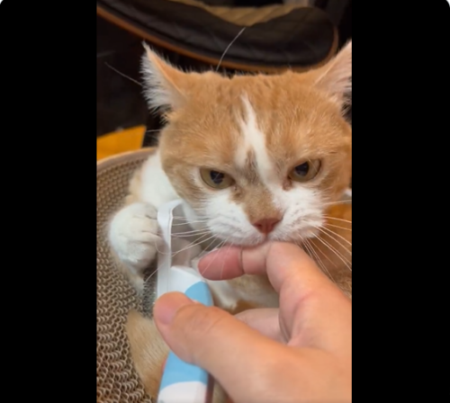 指をくわえようとする猫