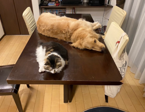 テーブルの上で寝る犬と猫