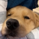 トロ～ンとしてる犬