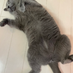 寝ている猫