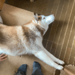 伸びをしてる犬