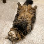 ヘソ天する猫