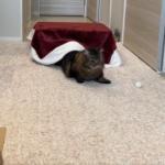 こたつから出てくる猫