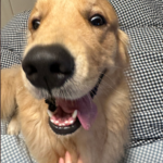 ハイテンションな犬