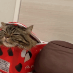 目を閉じてる猫