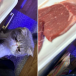 肉が欲しい猫