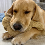 ぬいぐるみを抱きかかえて寝る犬