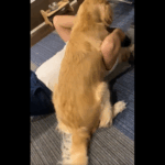 飼い主を舐める犬