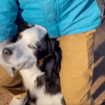 またくぐりしながら歩く犬