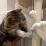 ボールを投げる猫