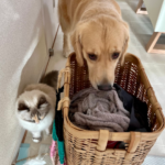 洗濯物カゴを見る犬と猫