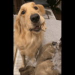 笑顔の犬