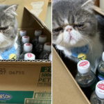 悲しげな顔の猫