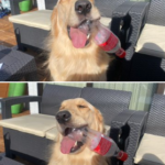 変な顔になっちゃってる犬