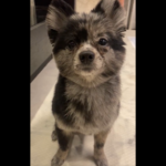 座っている犬