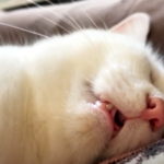 無防備な顔の猫