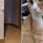 ボロボロの壁と猫