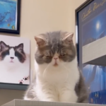 下を向いてる猫