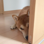 隠れている犬