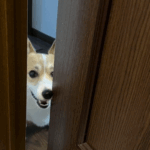 ドアからのぞくコーギー