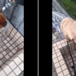 蛇口から水を飲む犬