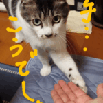 お手をする猫
