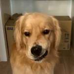 不敵な笑みのゴールデンレトリバー