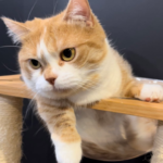 睨んでる猫