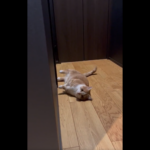 コロンとした猫