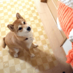 おもちゃを見る犬