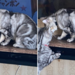 ラブシーンする猫