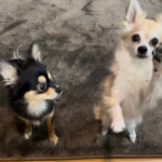 手をあげる犬