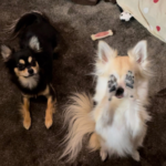2匹の犬