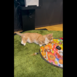 横を向く猫