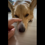 ウトウトする犬