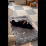 スリスリする犬