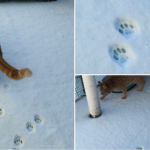 雪の上を歩く猫