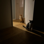 ホラー映画みたいな犬と猫