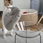 二足歩行の猫