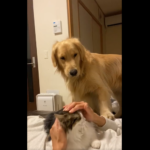 手を出す犬