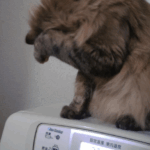 顔を隠す猫