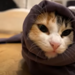 ズボンから顔を出す猫