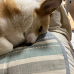 見てる犬